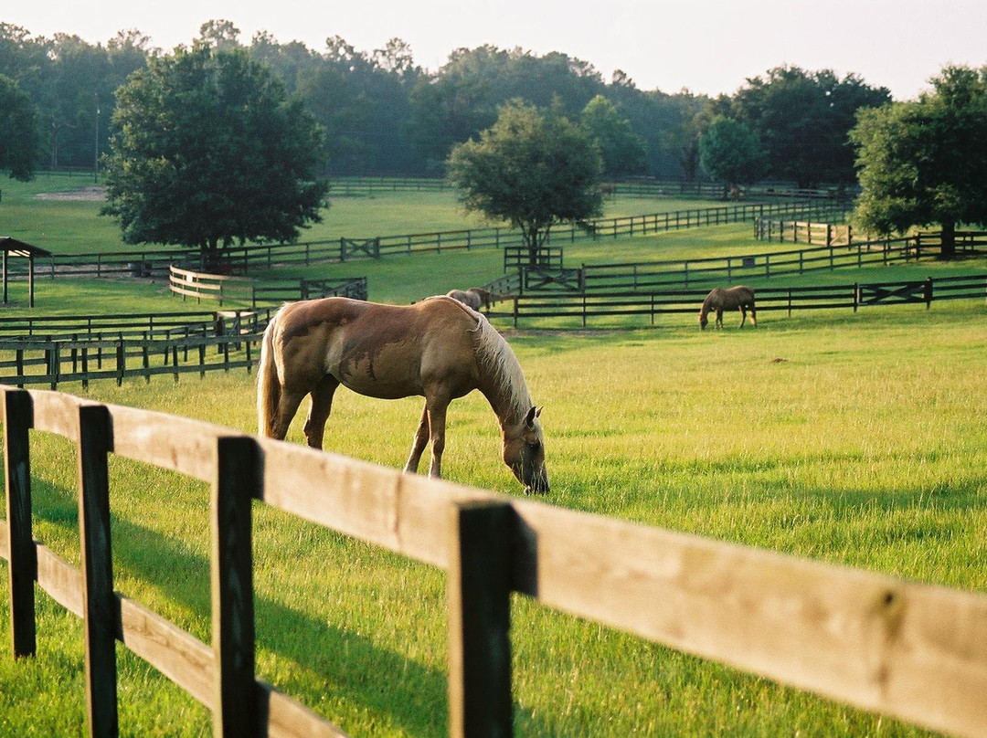 Retirement Home For Horses at Mill Creek Farm景点图片