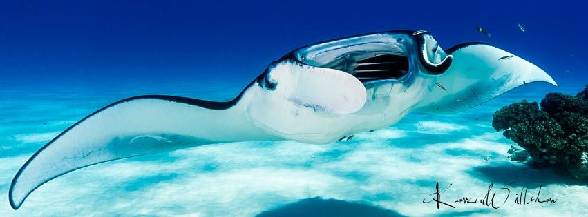 Cocos Dive Day Trips-科科斯（基林）群岛必去景点