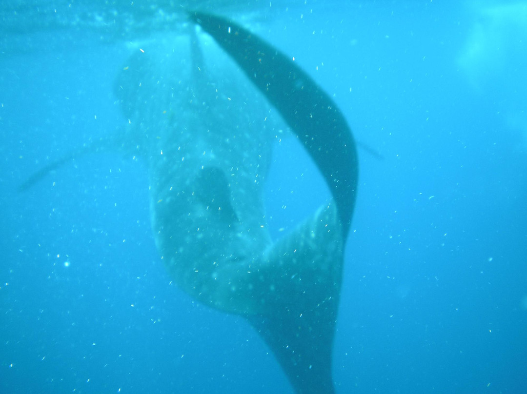 Holbox Whale Shark Tours-Holbox Island必去景点