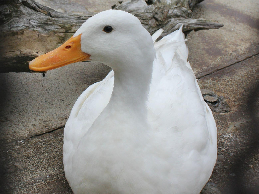 Nagano City Joyama Zoo-长野县必去景点