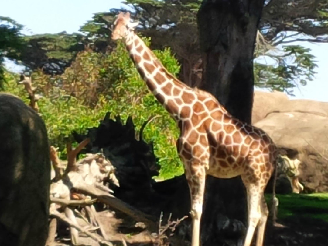 旧金山动物园-旧金山必去景点