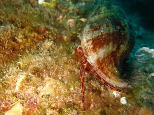 Diving Porto Conte-阿尔盖罗必去景点