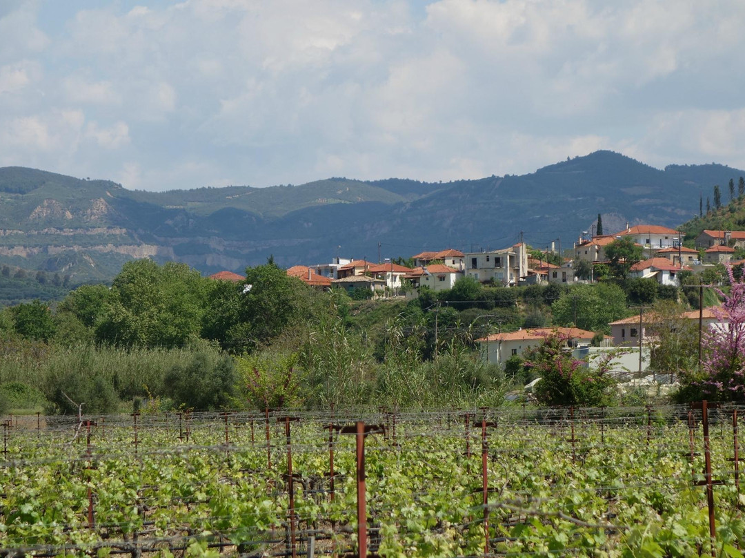 Olympia Land Winery景点图片
