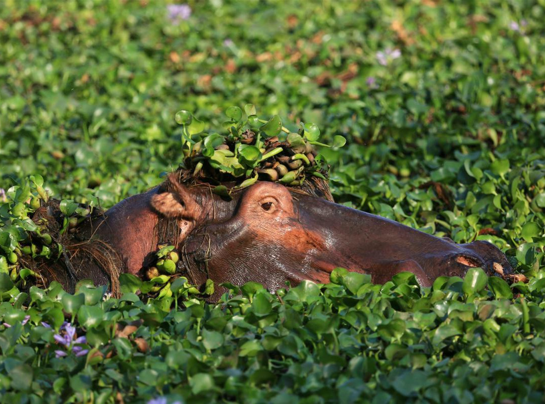 Camping Sites at Mana Pools National Park景点图片