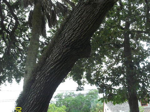 St. Augustine Gold Tours-圣奥古斯丁必去景点