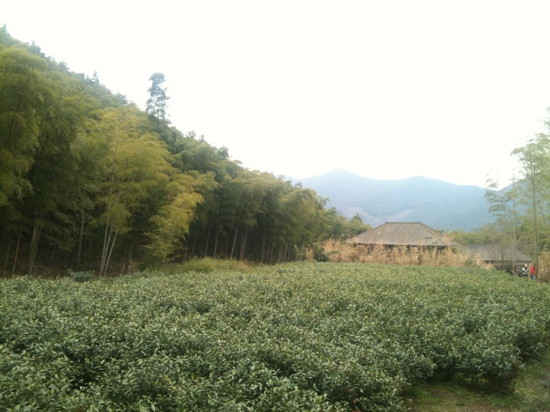 杭州龙井山园茶文化村-杭州市必去景点