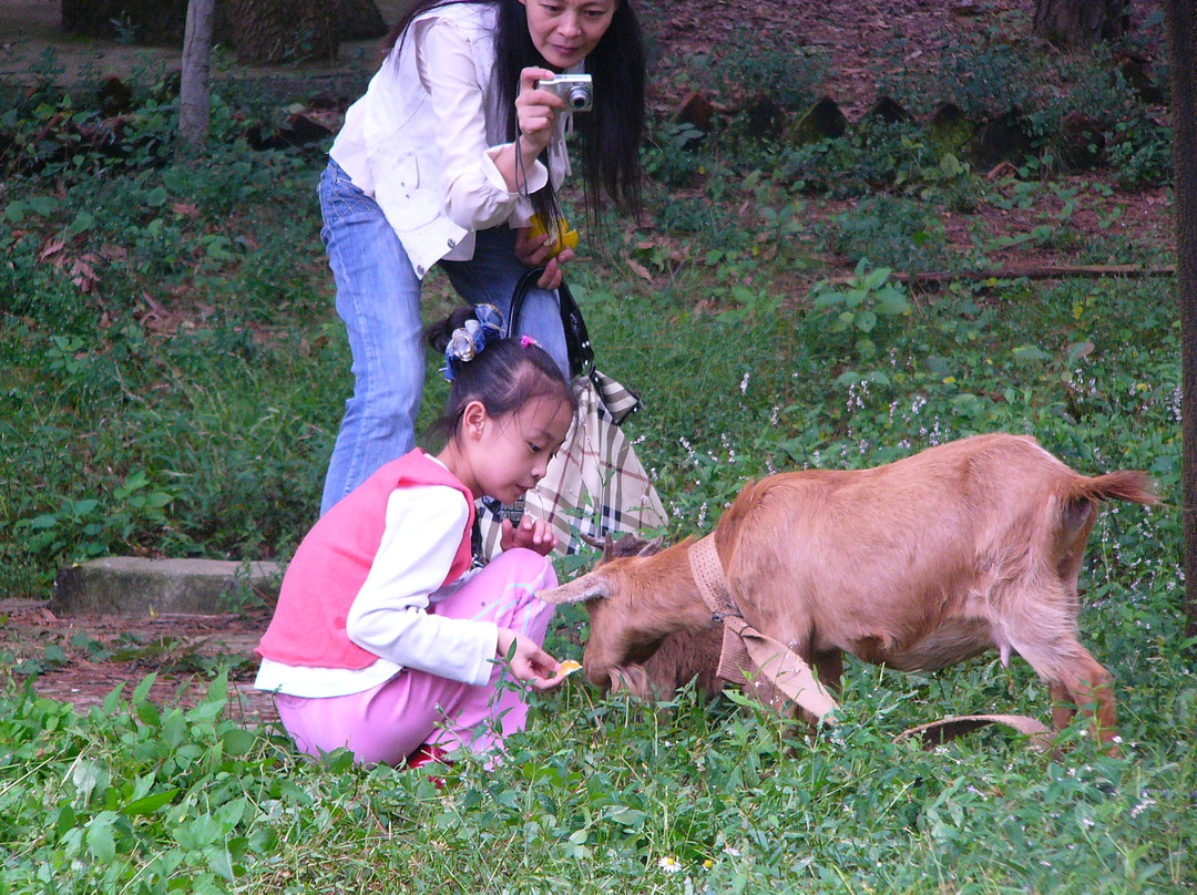 武汉九峰森林动物园-武汉市必去景点