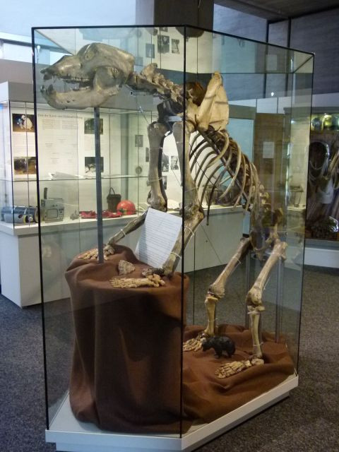 Naturhistorisches Museum-纽伦堡必去景点