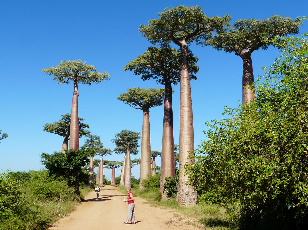 马达加斯加旅游攻略图片