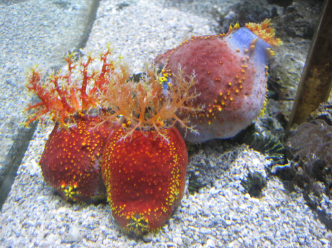 太平洋海底世界博览馆-北京市必去景点