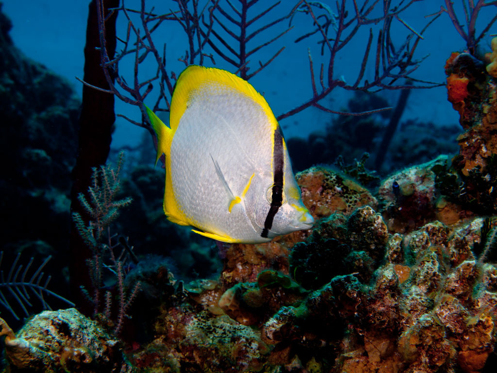 DNS Diving-七哩滩必去景点