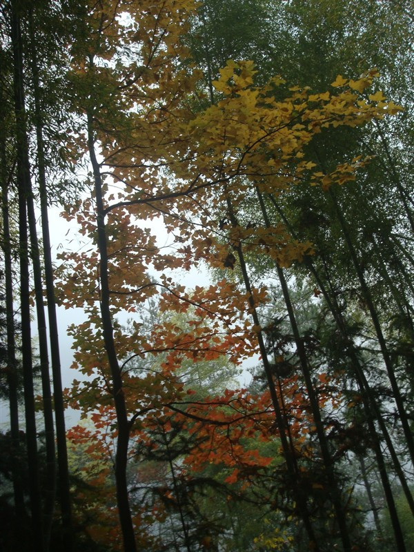 划岩山景点图片