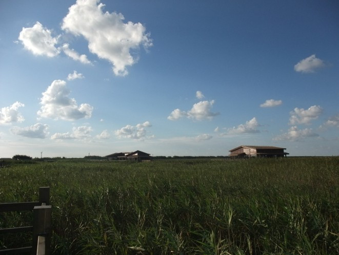 崇明东滩自然保护区-崇明县必去景点