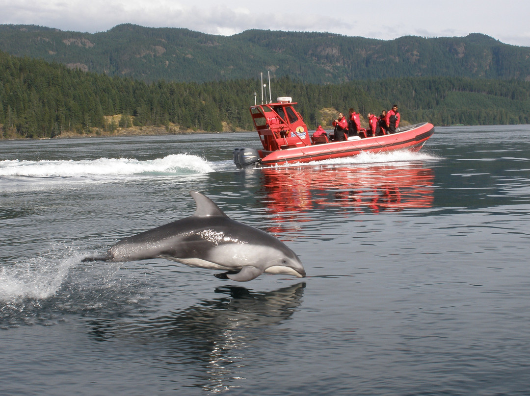 Campbell River Whale Watching and Adventure Tours-坎贝尔里弗必去景点
