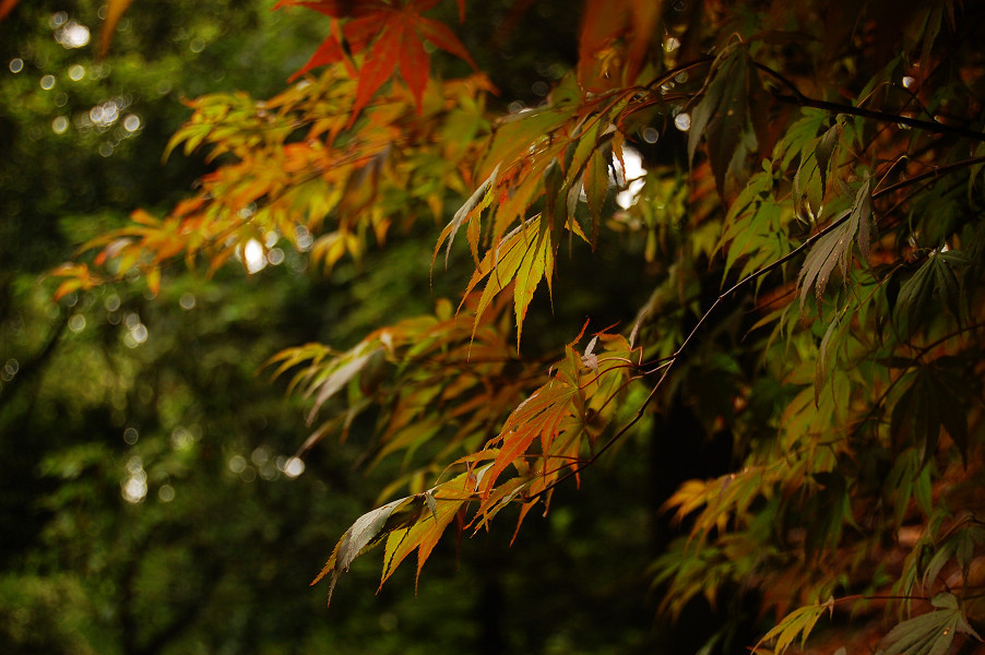 云栖竹径-杭州市必去景点
