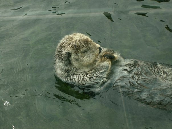 温哥华水族馆-温哥华必去景点