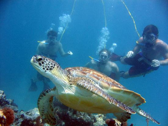 SNUBA Turks and Caicos-普罗维登西亚莱斯必去景点