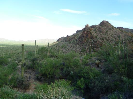 亚利桑那索诺拉沙漠博物馆-图森必去景点