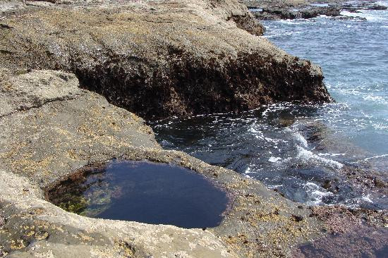 Botanical Beach Provincial Park景点图片