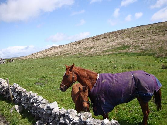 Mountain View Horse Riding Centre-Lisdoonvarna必去景点
