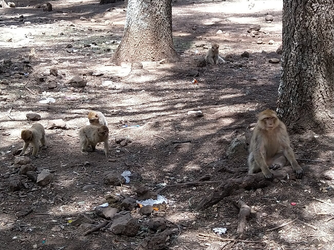 Cèdre Gouraud-Azrou必去景点