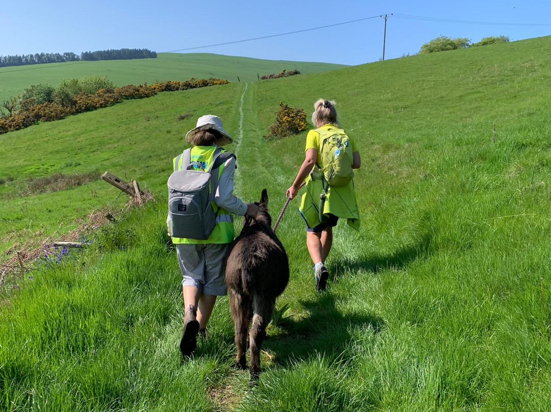 Moel Famau Donkeys景点图片