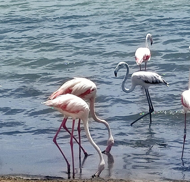 Faro Cabo de palos-Cabo de Palos必去景点