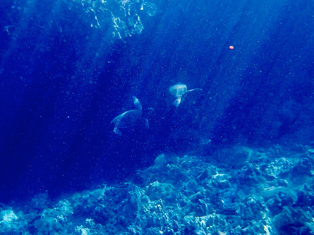 Maui Kayak Adventures-基黑必去景点