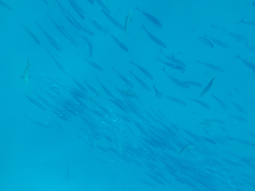 Cabo Pulmo Eco Adventures-Cabo Pulmo必去景点