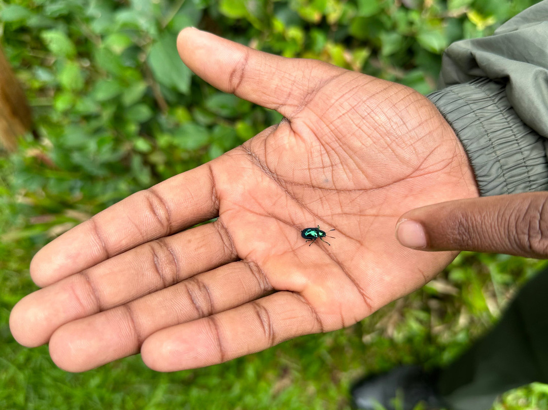 Evolve Back, Kabini主图