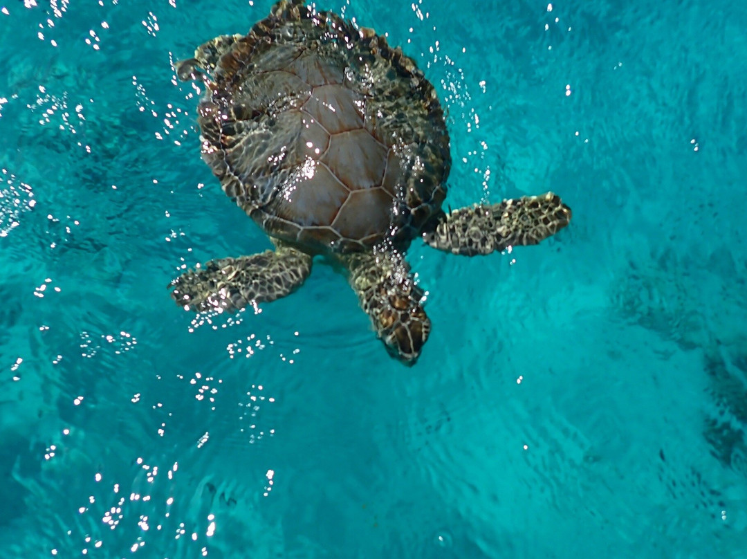 Captain Marvin's Watersports Ltd.-普罗维登西亚莱斯必去景点