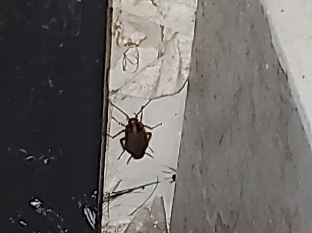 American Inn & Suites Metro Airport主图