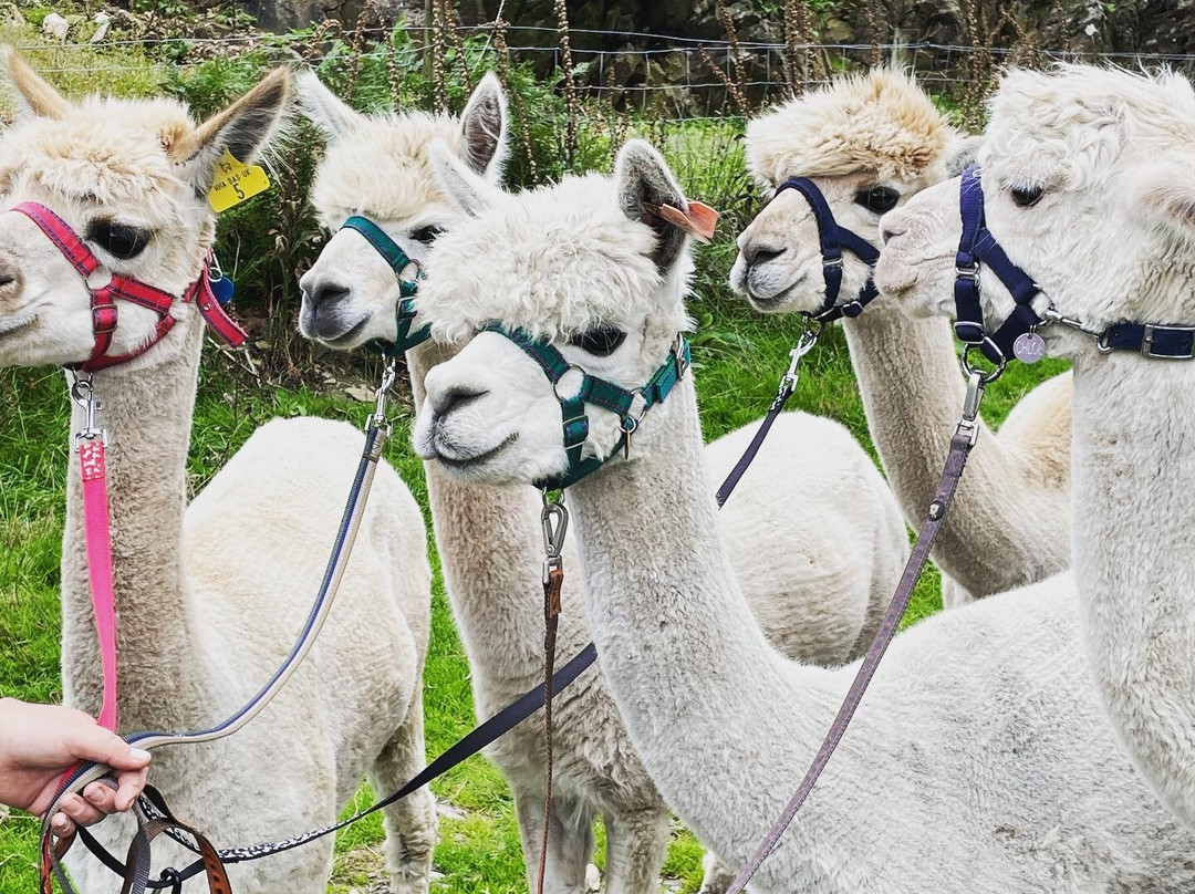 Snowdonia Alpacas景点图片