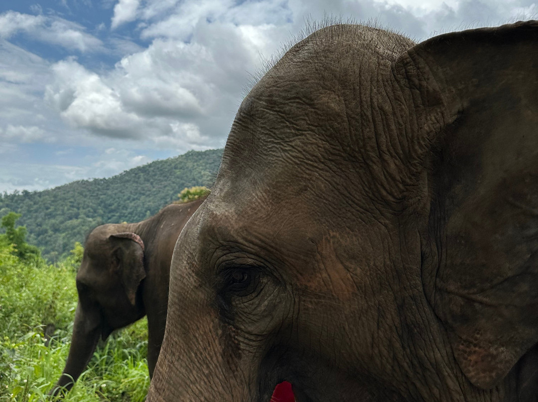 Elephants Care Camp Chiang Mai景点图片