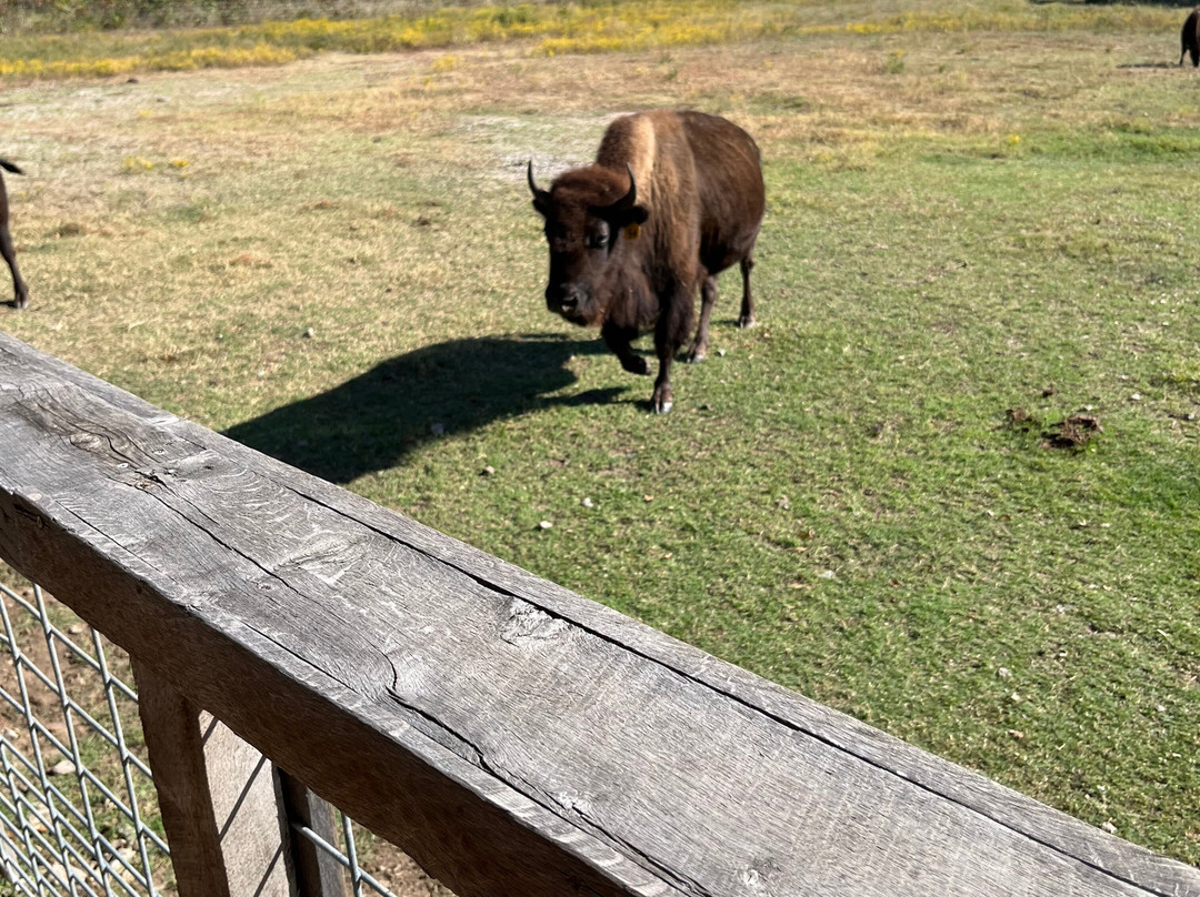 Old West Buffalo Company景点图片