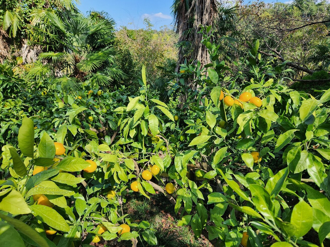 Shiroyama Orange Farm