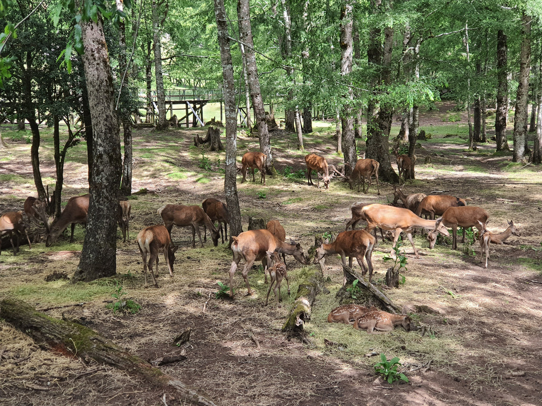El Bosque De Los Ciervos-Panguipulli必去景点