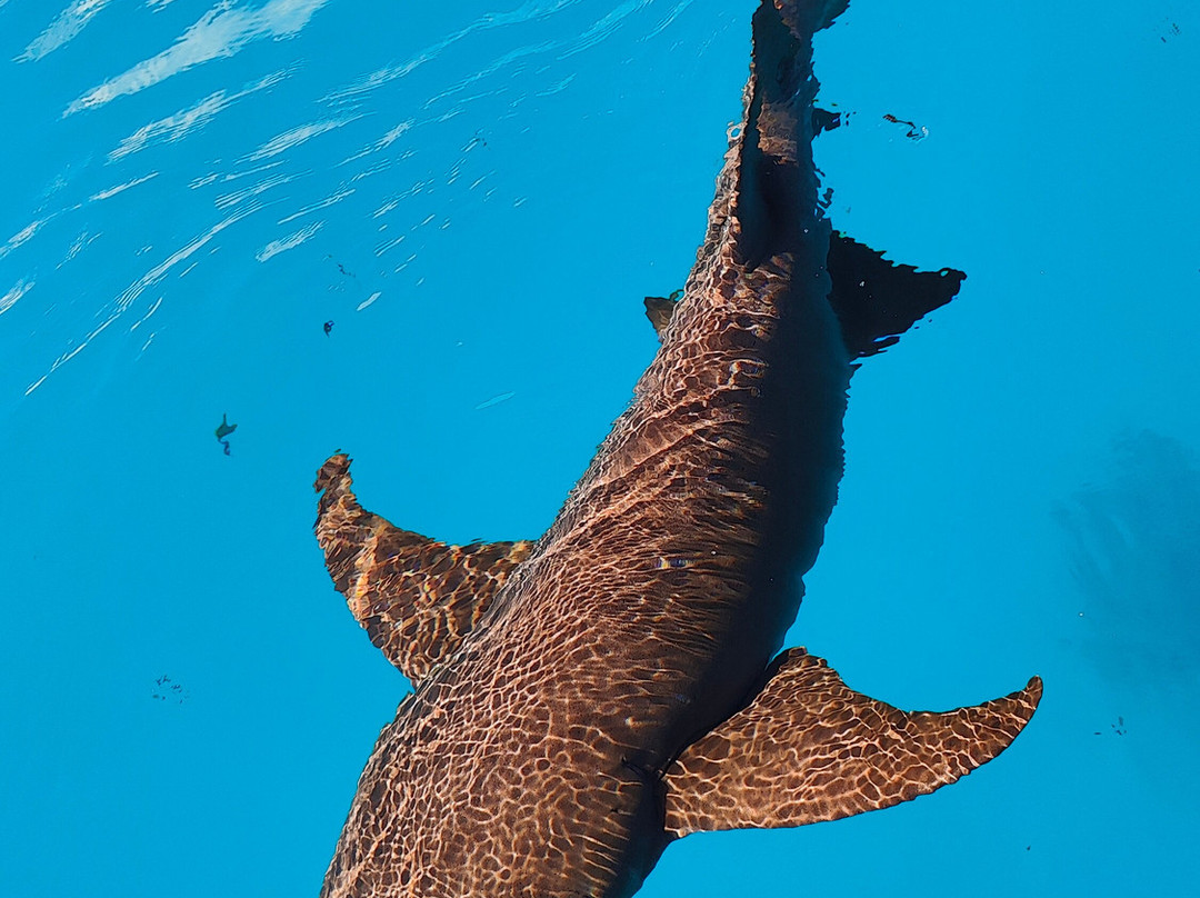 Diving Centers Werner Lau-曼德芙岛必去景点