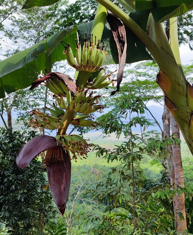 索克雨林度假村主图