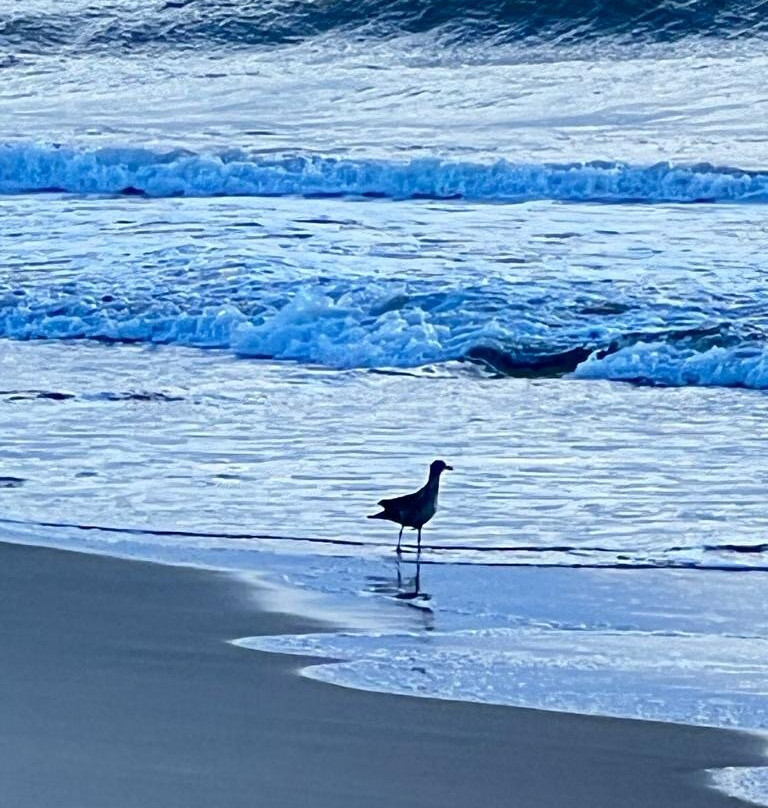 Barra do Sul Beach-Sao Francisco do Sul必去景点