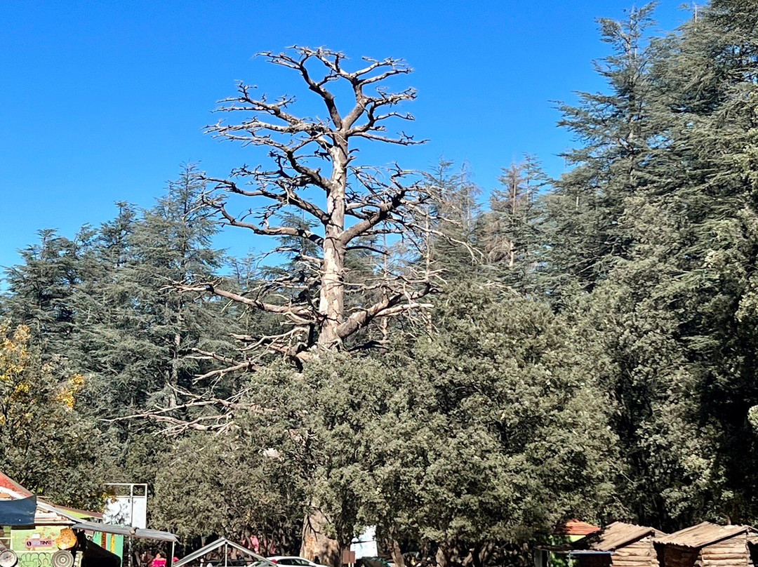 Cèdre Gouraud-Azrou必去景点