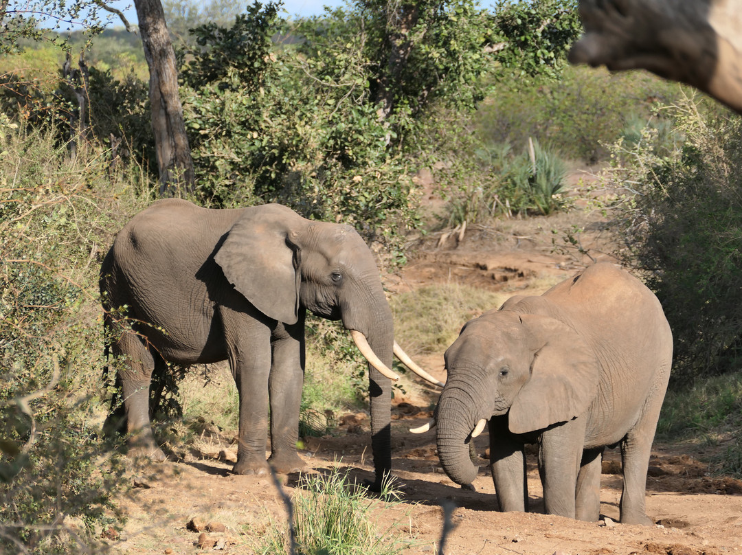 Sadaka Safaris-贝拉贝拉必去景点