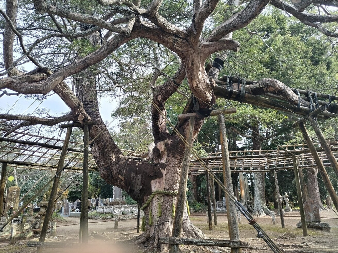Kyoninji Temple-鸭川市必去景点