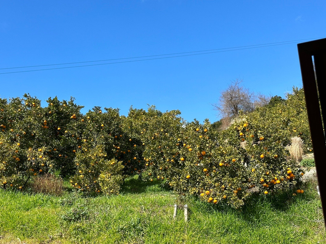 Kannonyama Fruits Garden-纪之川市必去景点