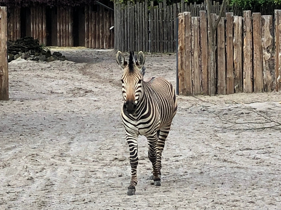 Zoo Landau景点图片