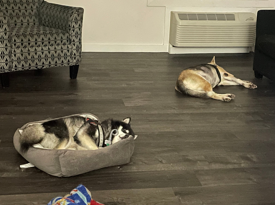 HOM Hotel Gainesville, SureStay Collection by Best Western主图