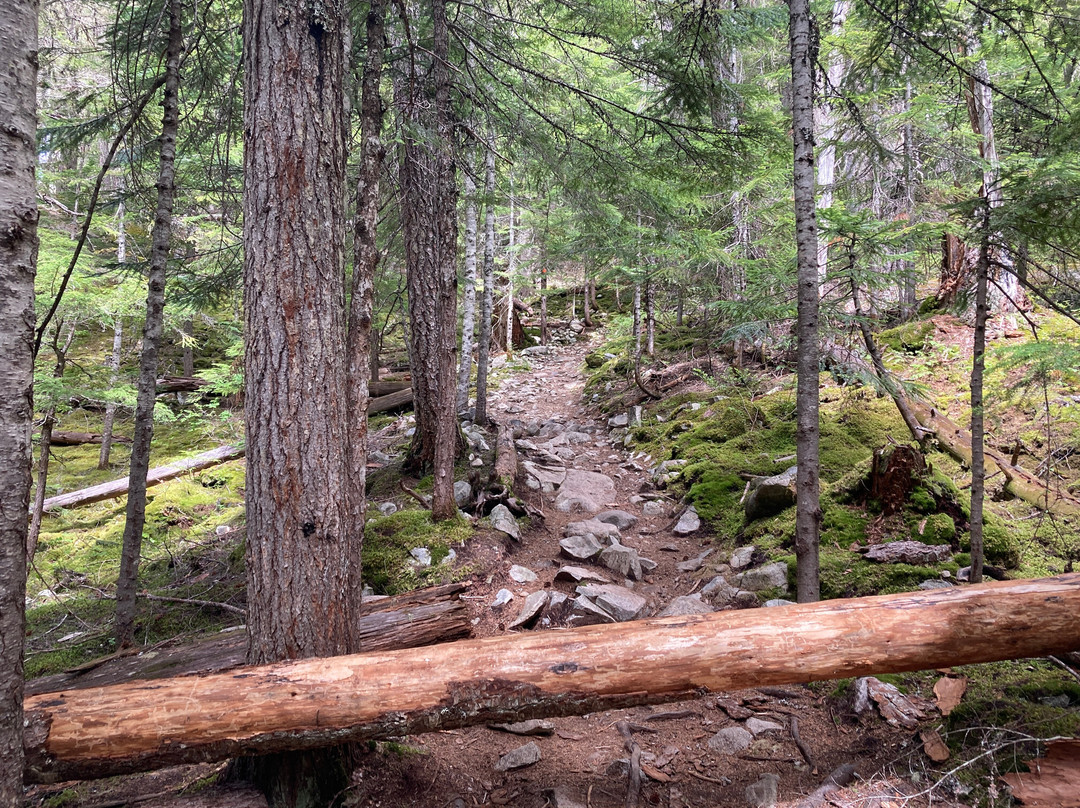 Ancient Cedars Trail-惠斯勒必去景点