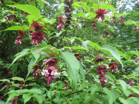 Guisborough Forest & Walkway Visitor Centre-Guisborough必去景点