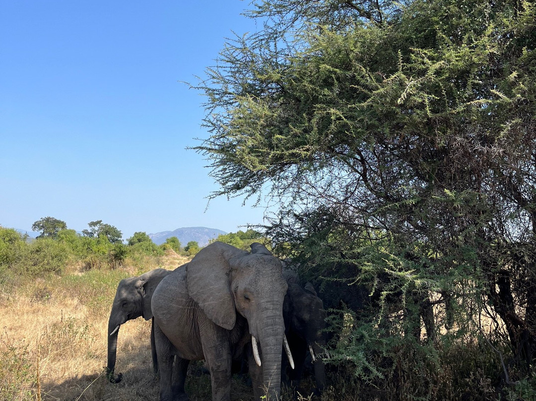 Apaloderma Safaris-Iringa必去景点
