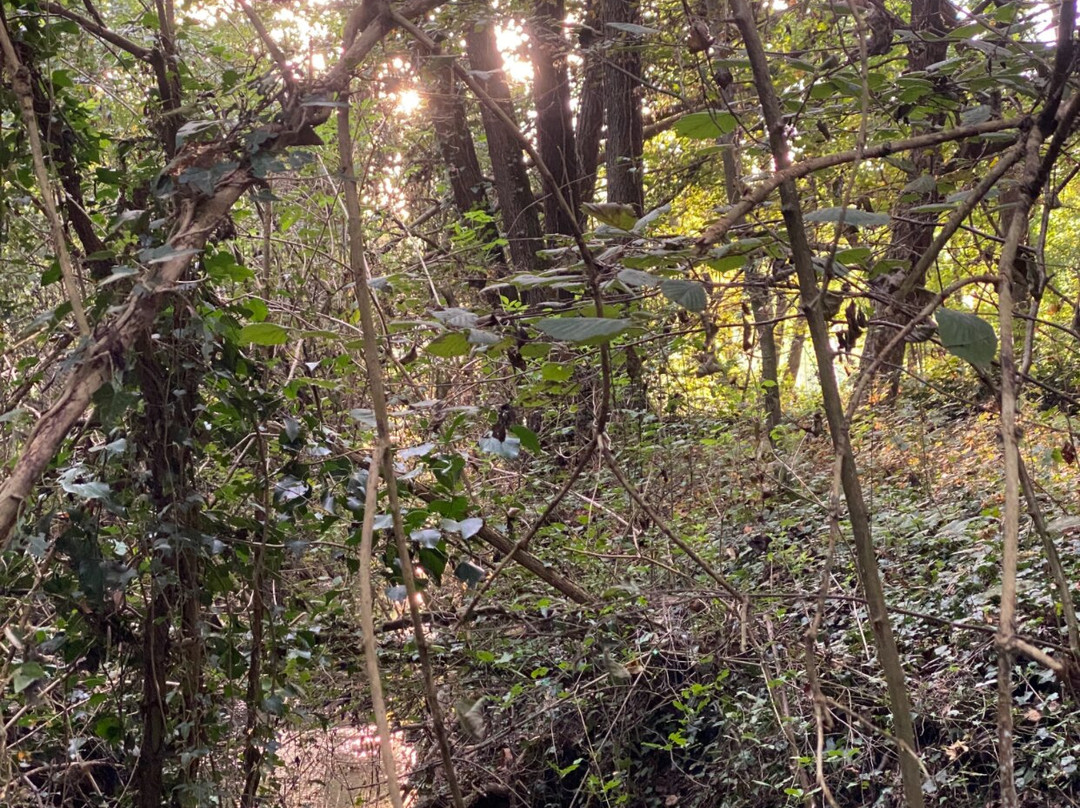 Parco Naturale Regionale del Fiume Sile-特雷维索必去景点